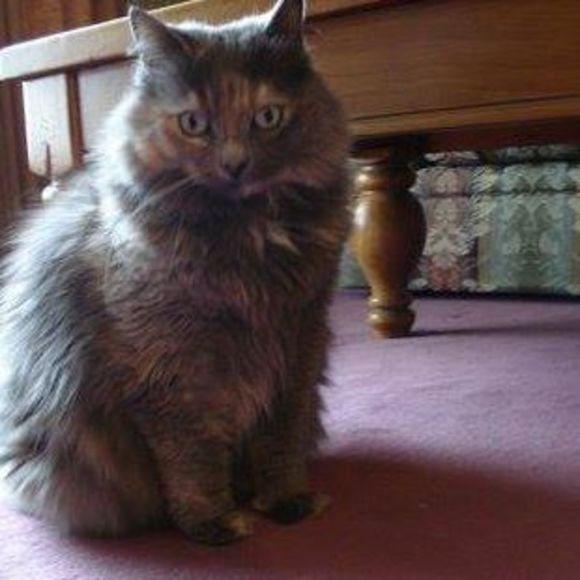 Meet your Posher, Sharon - Picture 1 of 1